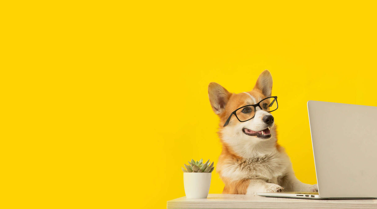 Dog in glasses looking at the computer.