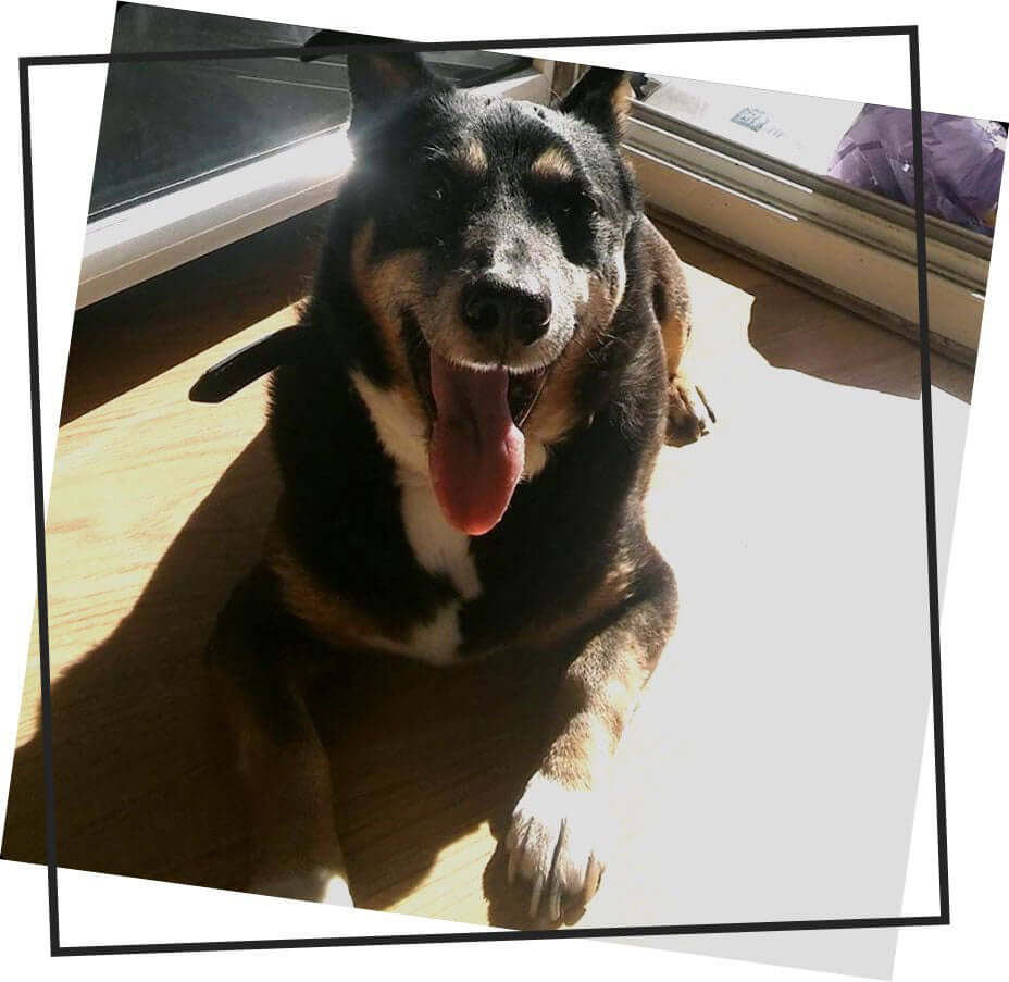 Dog laying on the floor in the sun.