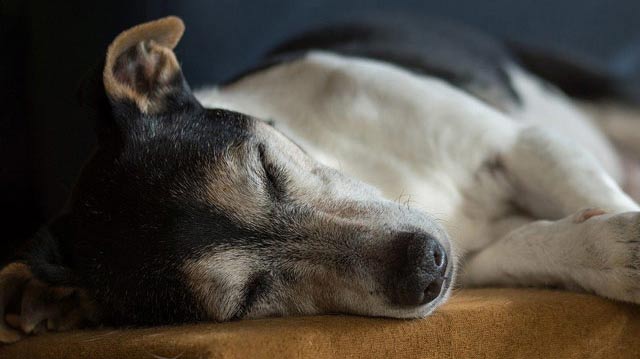 Why Is My Dog Slow All of a Sudden?