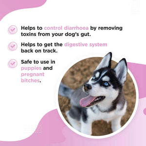 Dog's Lounge GUTSY Fast-acting Tummy Suspension for Dogs & Puppies to help control diarrhoea and other stomach upsets