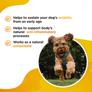 Dog's Lounge MERIC EXTRA Advanced Turmeric Extract for Dogs to maintain healthy, flexible and free moving joints