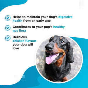 Probiotic and Prebiotic Supplement for Dogs